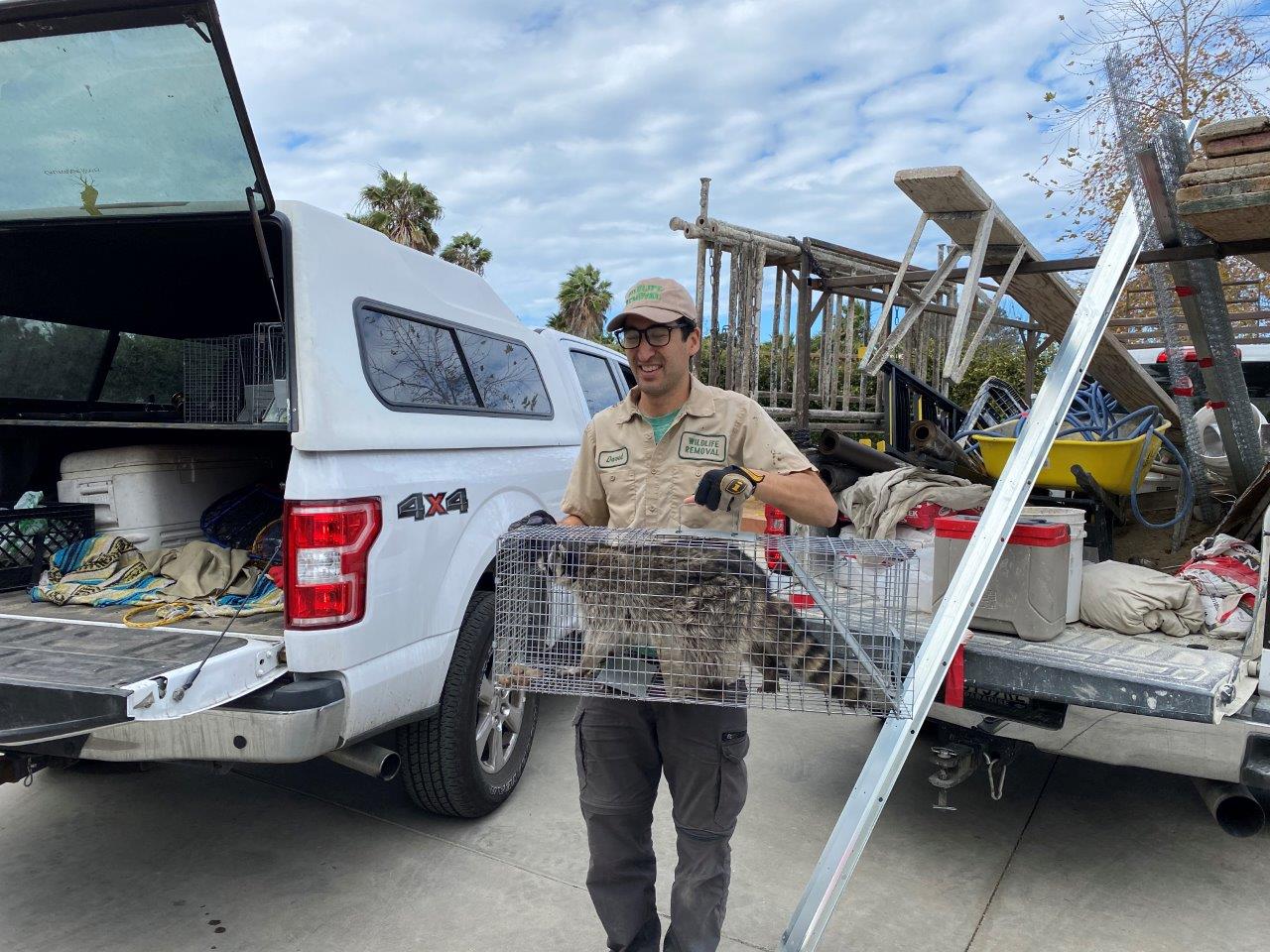 Sterling Heights raccoon trapping